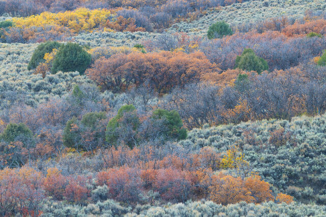 Sage and Oak