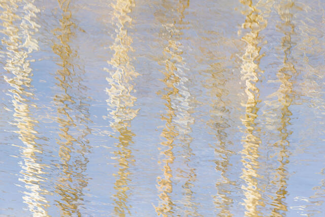 Aspen Tree Reflections