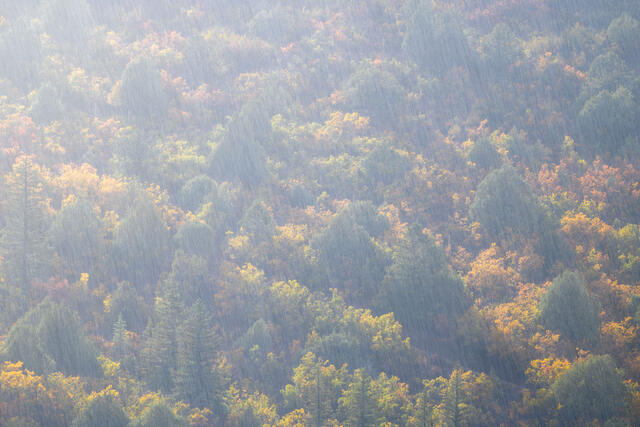 Sunlit Rain Over Oaks and Pines