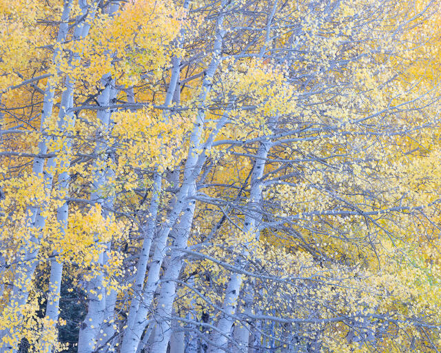 Aspen Grove in Late Light, Colorado