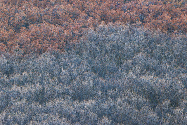 Bare Oaks in Autumn