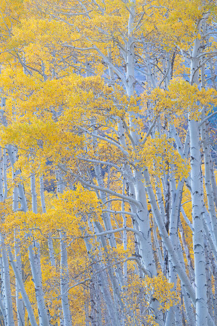 Old Grove of Aspens