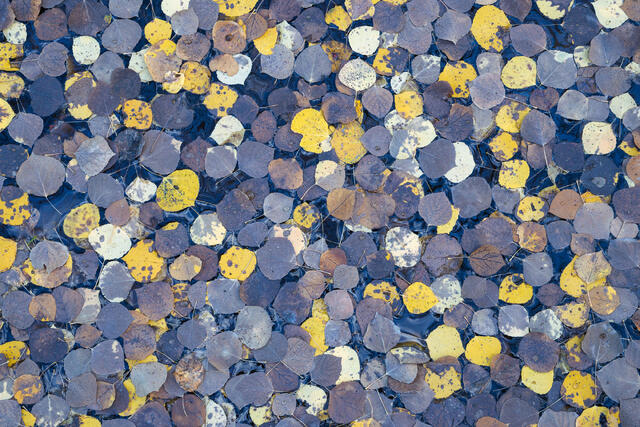 Blue and Yellow Aspen Carpet