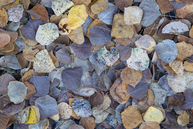 Earth-Toned Leaves