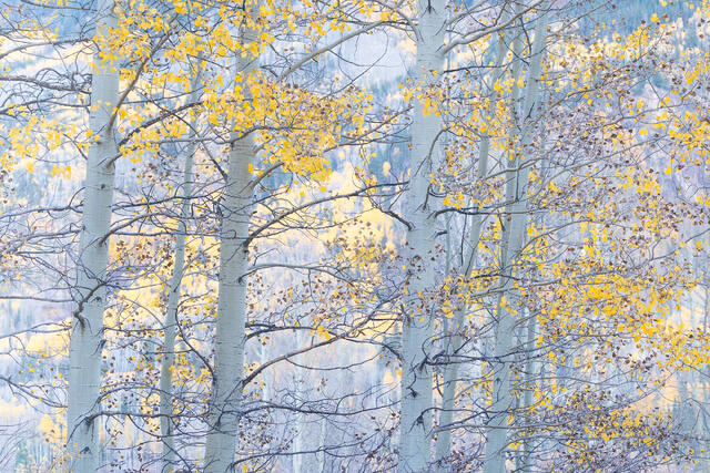 Nearly Empty Aspens