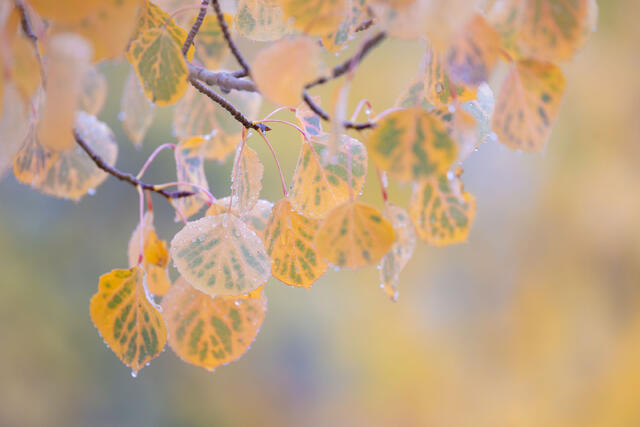 Rain on Aspen Leaves