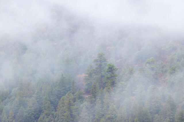 Ponderosa Pine in Fog