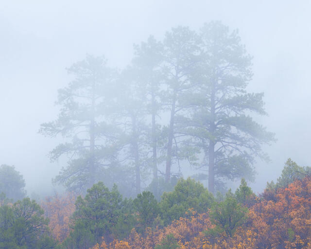 Five Ponderosa Pines in Fog