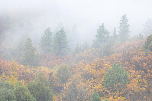 Foggy Ponderosa Pines and Autumnal Oaks