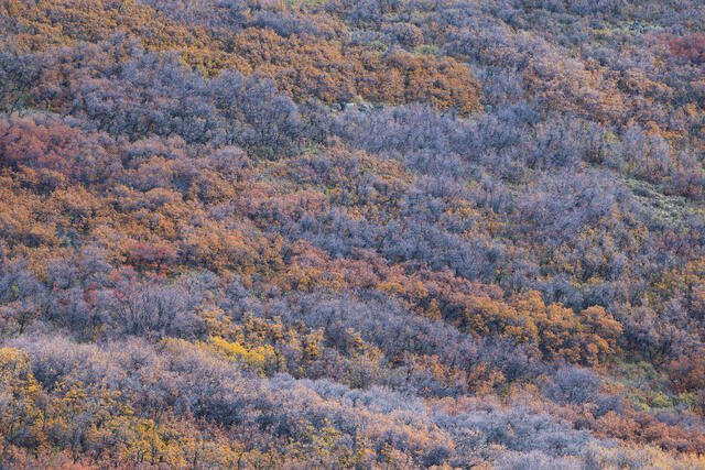 Colorful Oaks