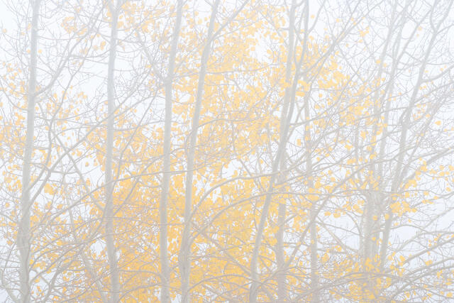 Aspens in Fog, Dallas Divide