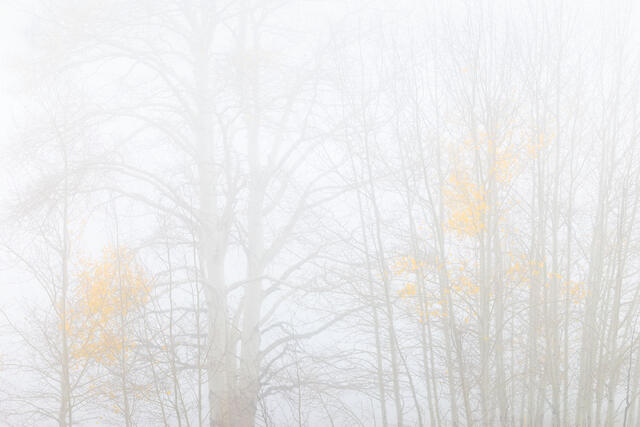 Aspens in Thick Fog, Dallas Divide
