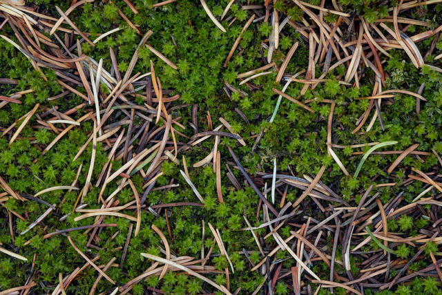 Pine Needles on a Bed of Moss
