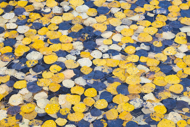 Yellow Leaves, Blue Leaves