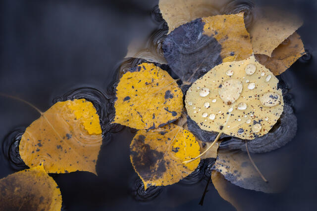 Aspen Leaves at Rest, Southwestern Colorado