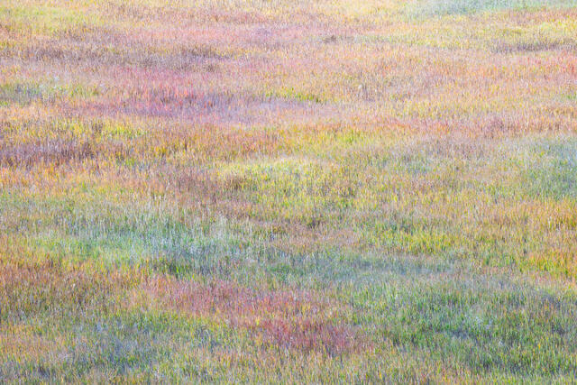 Autumnal Pastel Grasses