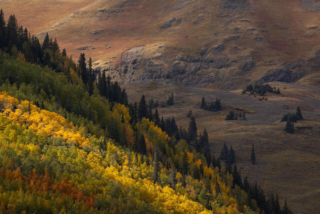 Afternoon Light Near Treeline