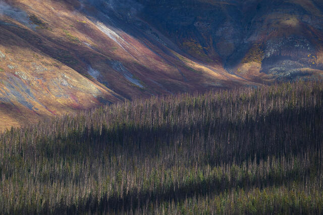 Tundra Tapestry, San Juan Mountains