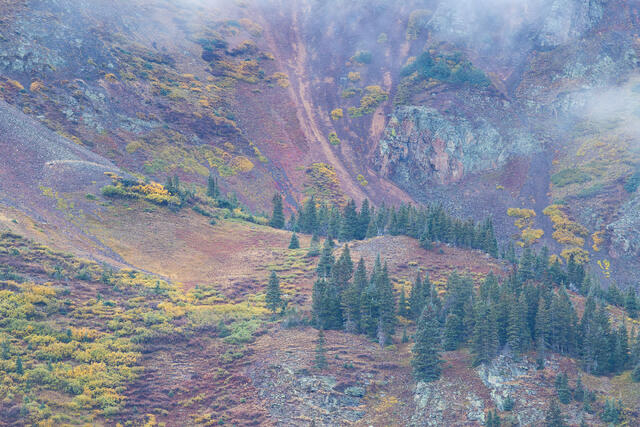Treeline, Autumn Tundra Plants
