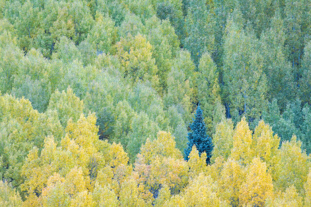 Transitions