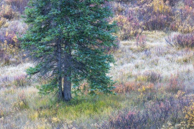 Meadow Tree