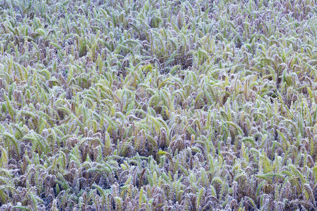 Frosted Horsetail