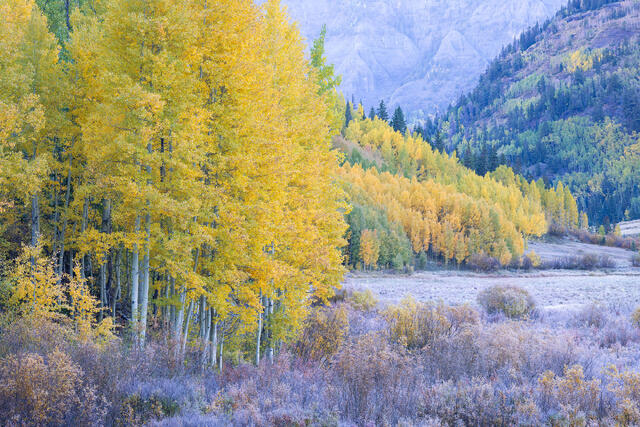 Autumn Daydream