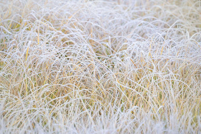 Frosty Grasses in Autumn