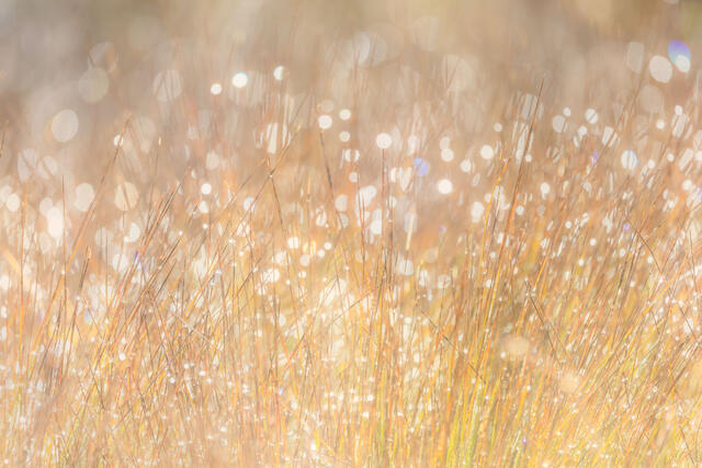 Sun and Sparkles, Autumn Grasses