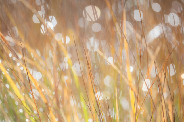 Sun Sparkles, Autumn Grasses