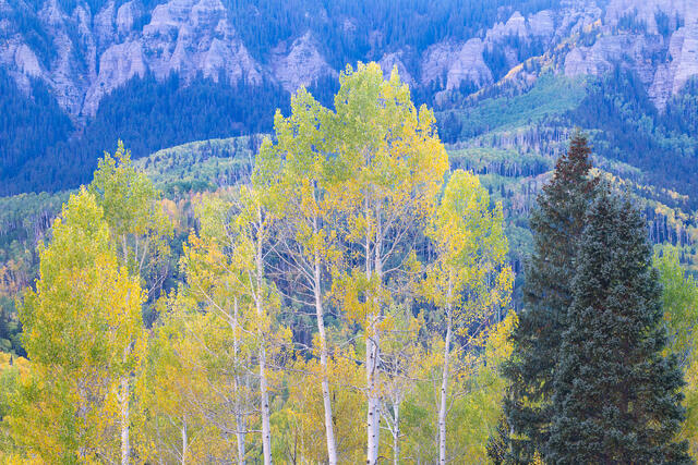 Aspens in the Evening, Colorado