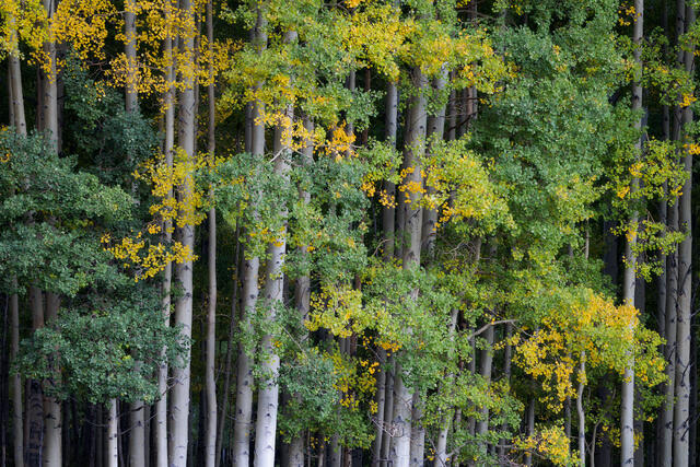 Aspen Forest at Twilight