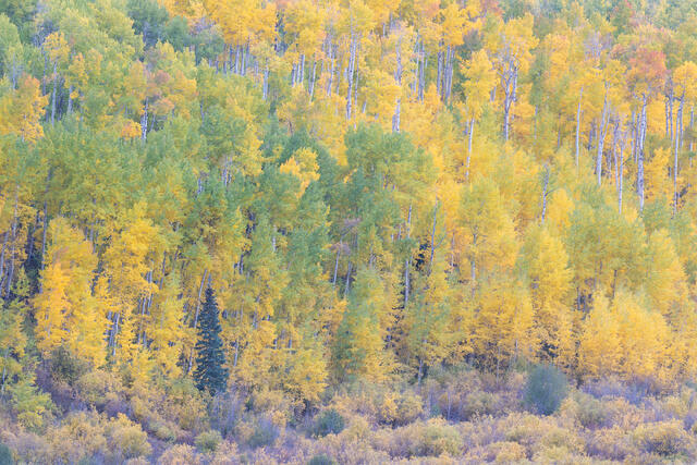 Aspen Hillside, Southwestern Colorado