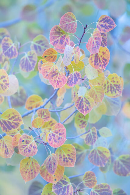 Autumn Speckles
