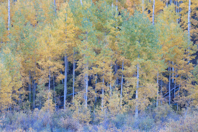 Soft Evening Light, Autumn Aspens