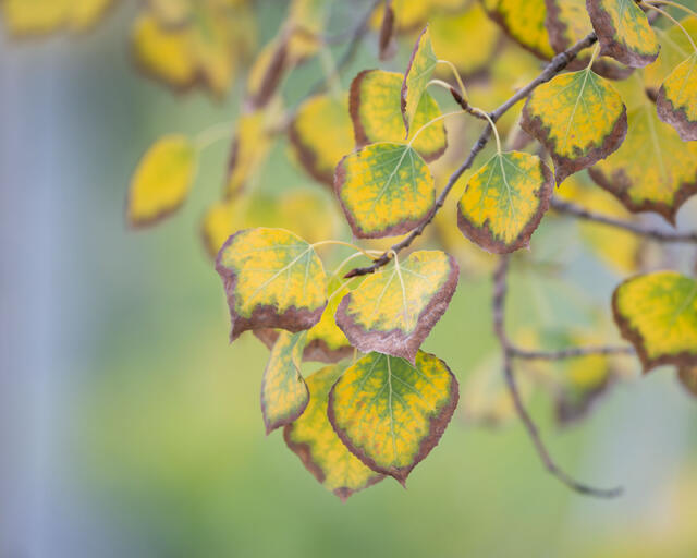 Browned Edges, Aspen Leaves