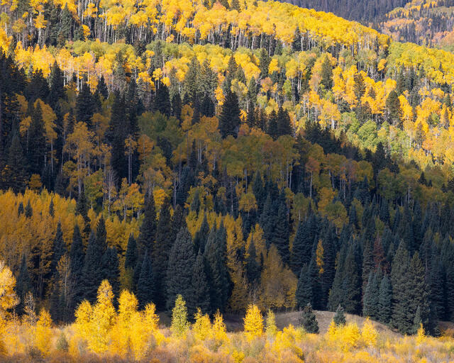 Midday Light