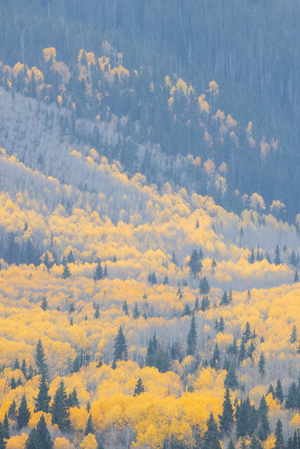 Expanse of Aspens