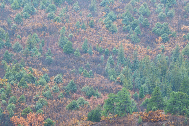 Slow Fog, Ponderosa Pines, Oaks, and Junipers