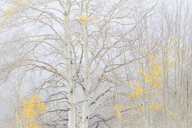 Older Aspens, Younger Aspens, Dallas Divide