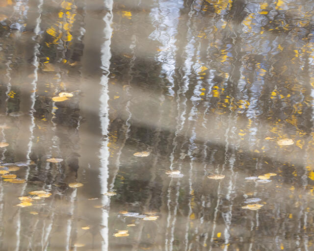 Aspen Leaves, Aspen Reflections