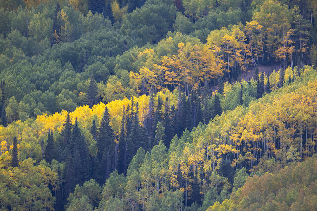 Aspens and Conifers, Southwestern Colorado 