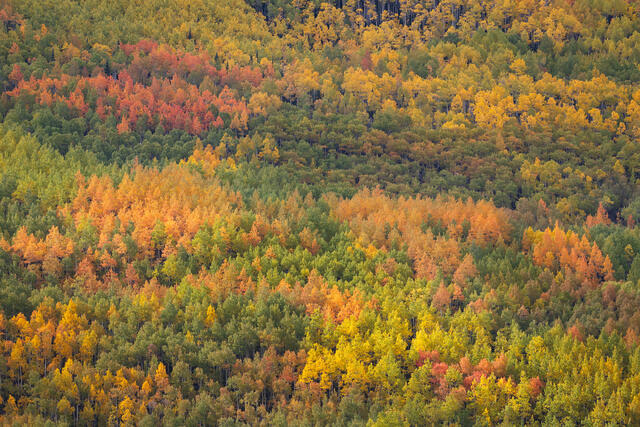 Early Autumn, Southwestern Colorado