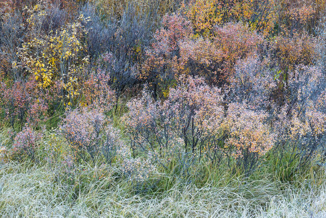 Frosty Birches and Grasses