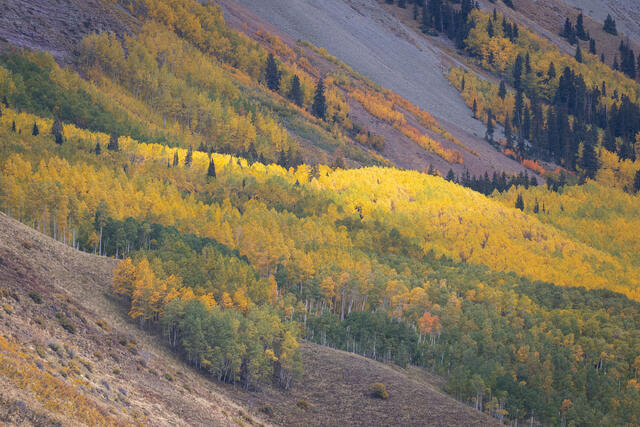 Dappled Light, Autumn Aspens