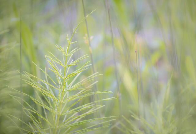 Frilly Horsetail