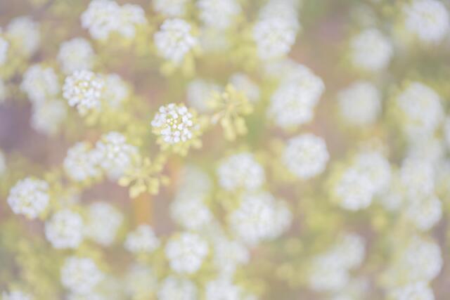 White Puffs