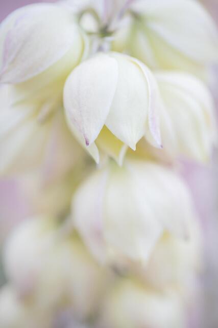 Blooming Yucca