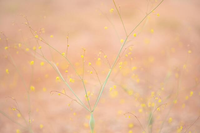 Desert Trumpet