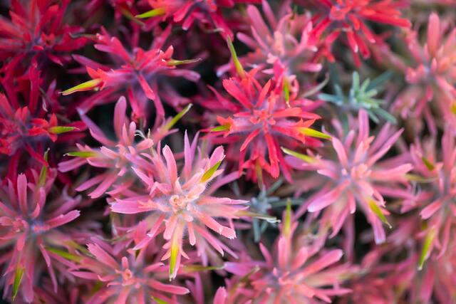 Spring Paintbrush